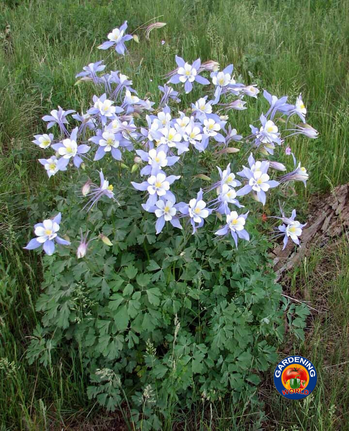 250 Blue Columbine Flower Seeds Aquilegia Caerulea Perennial
