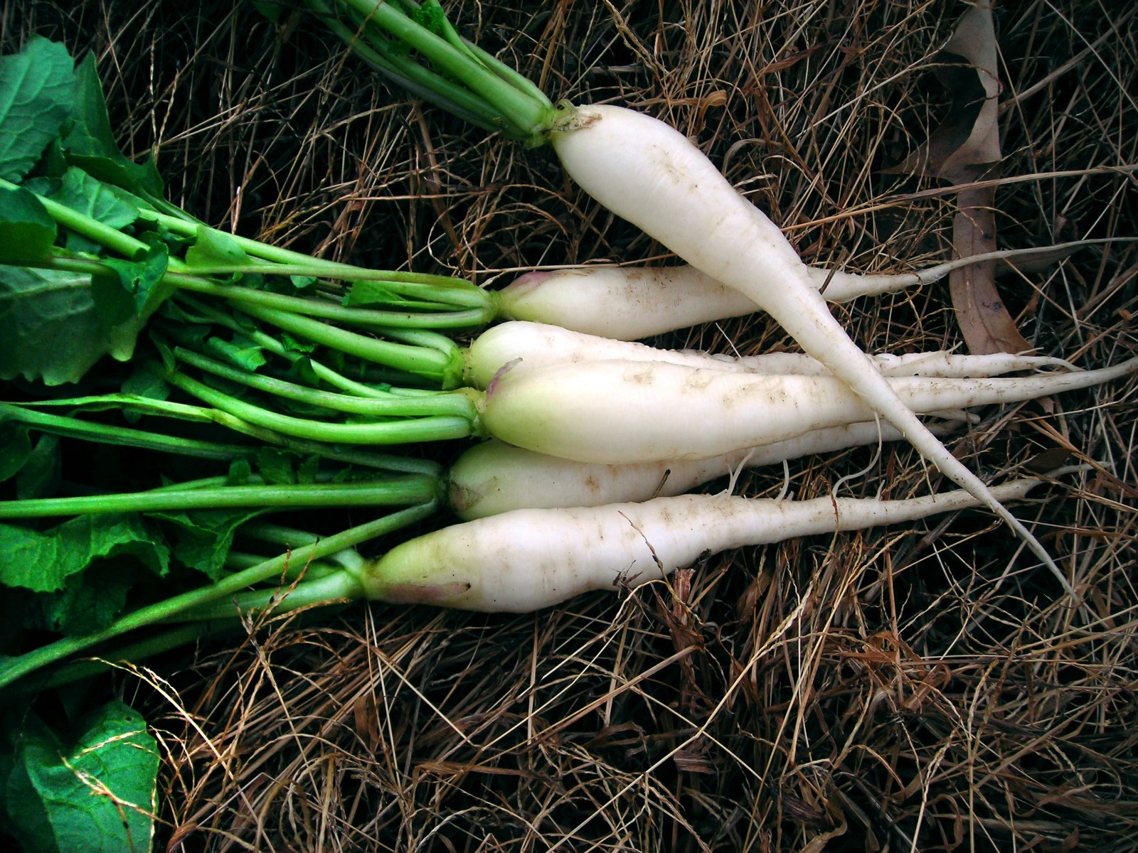 White Icicle Radish Seeds, Mini Daikon, NON-GMO, Variety Sizes Sold, FREE SHIP