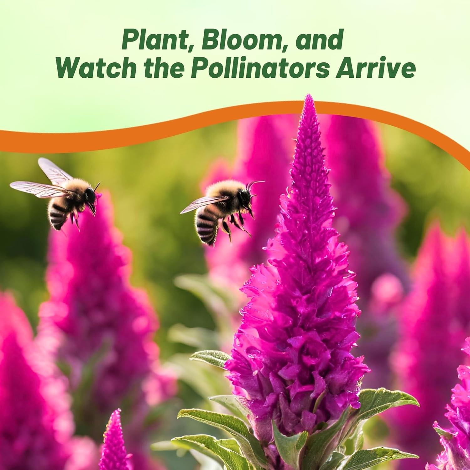 250 Seeds Plume Flower Seeds – Celosia Plumosa Castle Pink AAS Winner