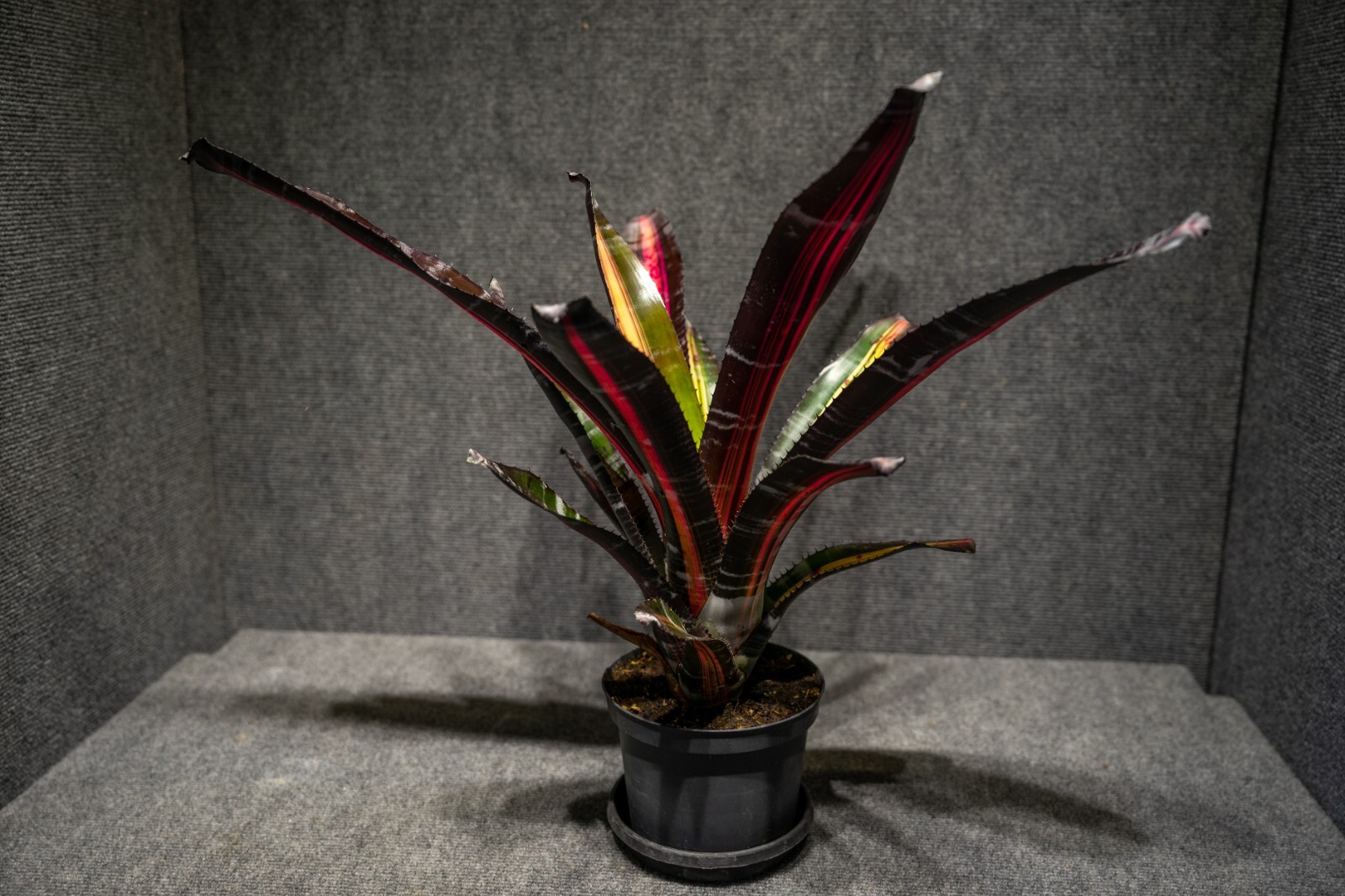Bromeliad Aechmea Roberto Menescal 6″ pot – live plant