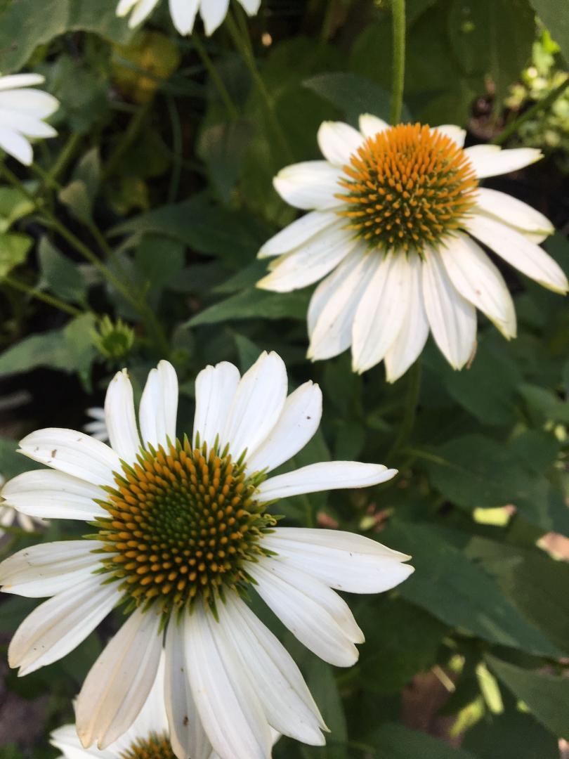 SALE 4 U ~ White Coneflower 2 Packs 25 + Seeds Total over 50 Seeds USA Seller