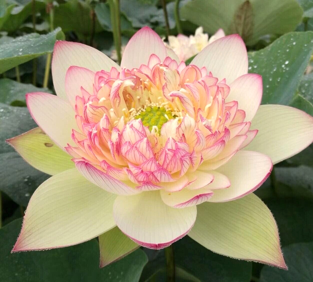 5 BROCADE LOTUS SEEDS – Nelumbo Nucifera