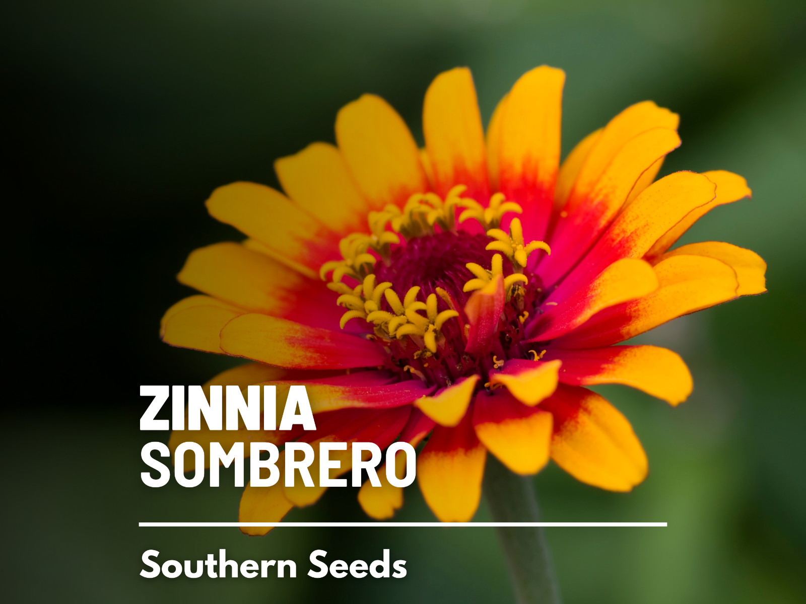 Zinnia, Sombrero – 50 Seeds – Easy to Grow – Heirloom – Non GMO (Zinnia elegans