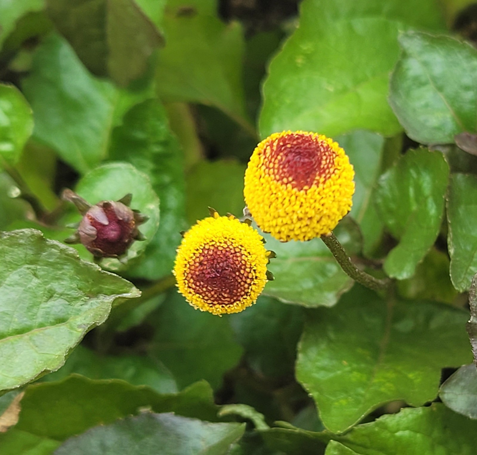 50 Seeds – Spilanthes oleracea ‘Peek a Boo’ Toothache’ ‘Eyeball’ 2025 Harvest
