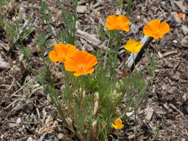 Eschscholzia californica | Californa Poppy | Cup of Gold | 200 Seeds