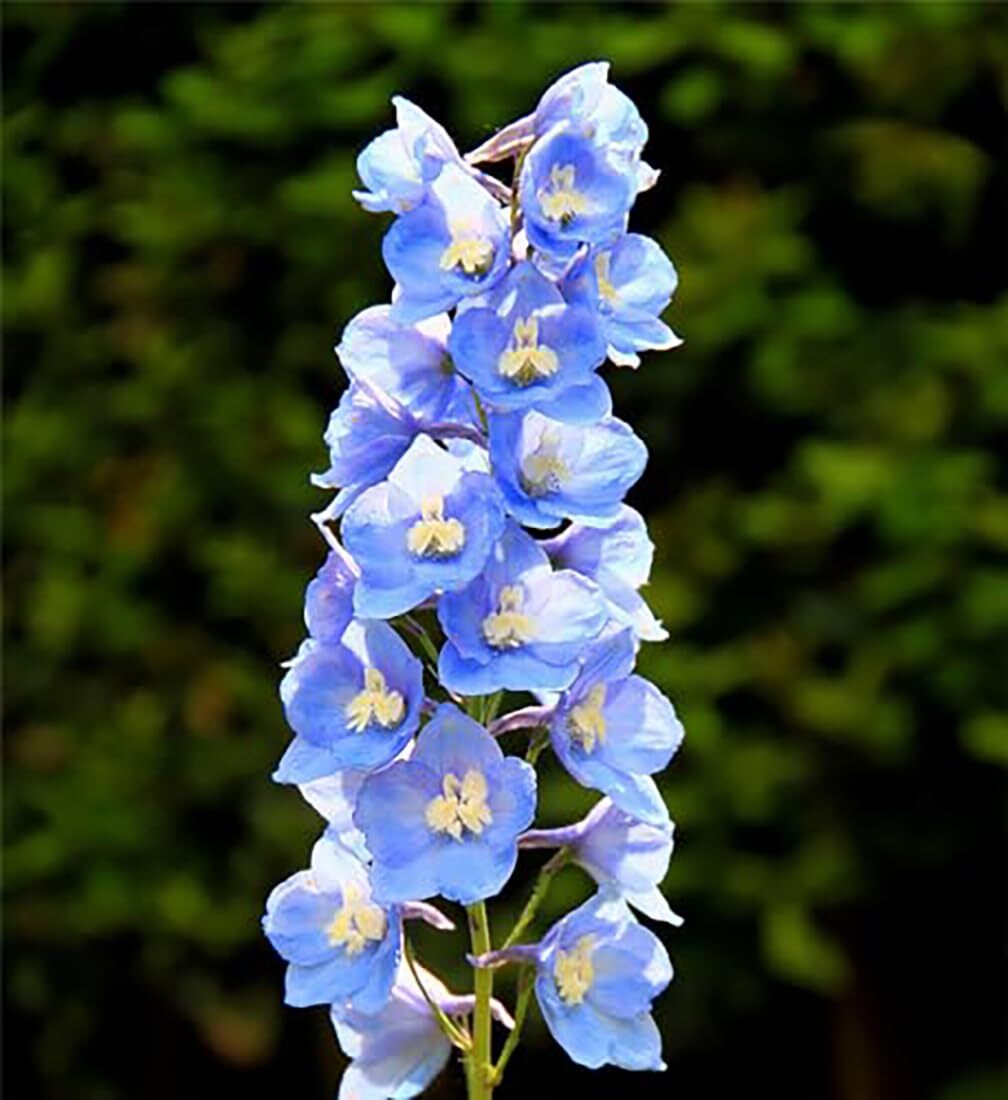 Larkspur Standard Seeds Mixed Colors 1800+ Seeds Garden Annual Flower Borders