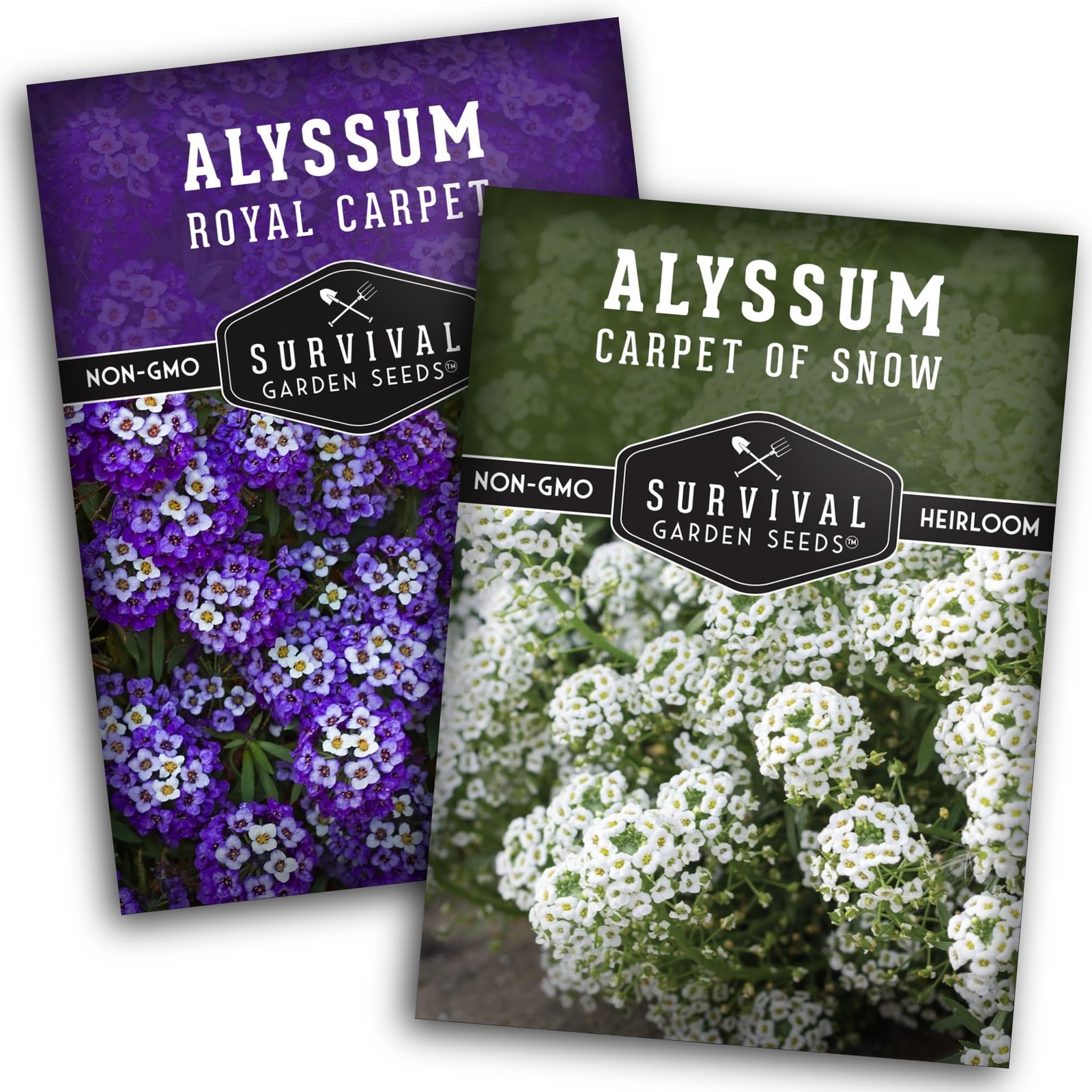 Alyssum Seeds for Planting – 2 Varieties | Purple Royal Carpet & White Carpet…