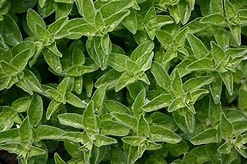 Marjoram Great Garden Herb By Seed Kingdom 1/4 Lb Seeds