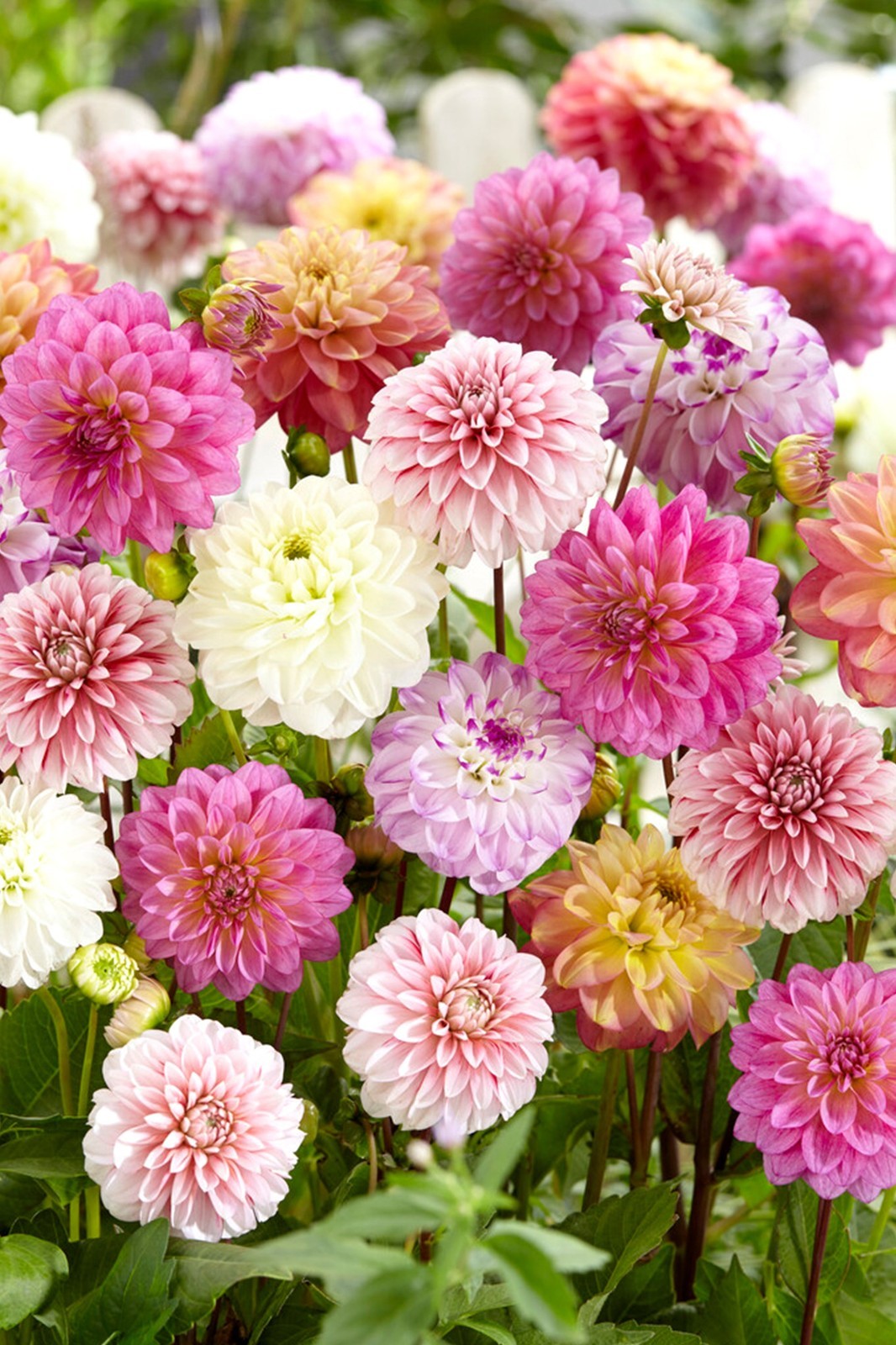 Mixed Decorative Dahlia 5 tubers bulbs