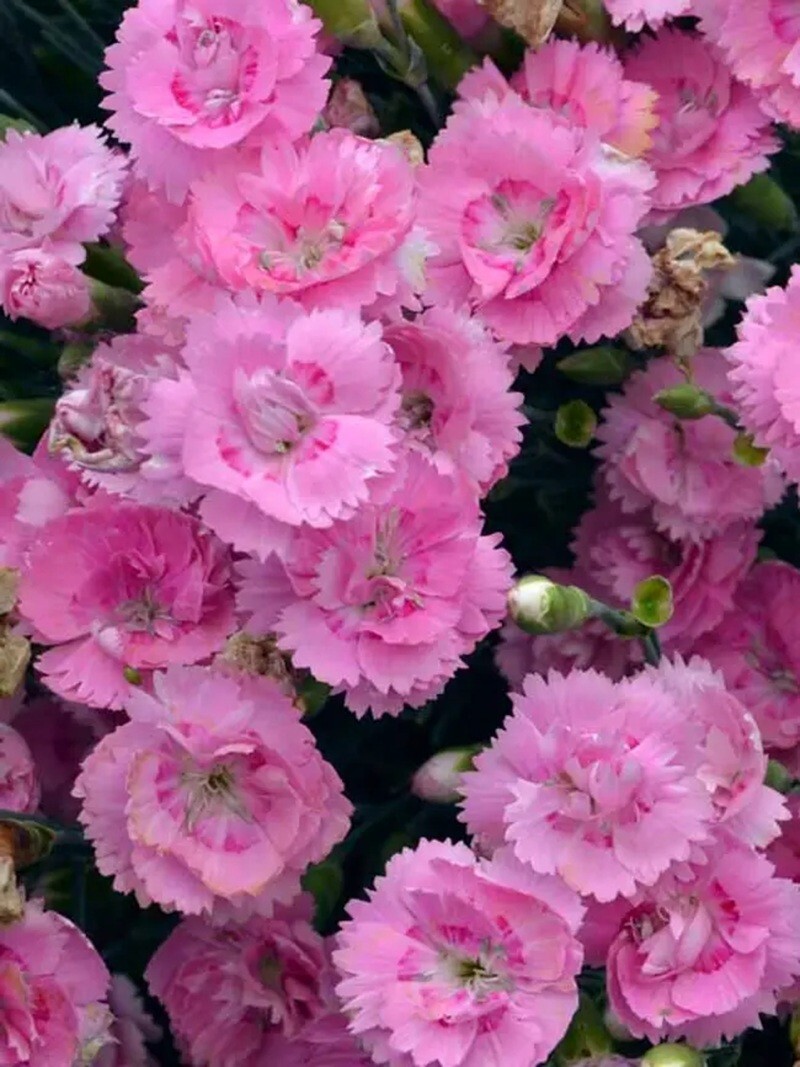 100 Carnation Seeds ” Lavendar “