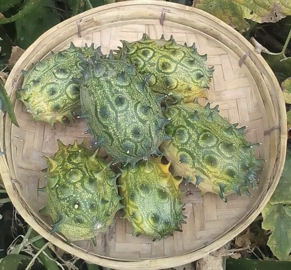 Jelly Melon Seeds | Heirloom | Aka African Horned Cucumber | Kiwano | Organic
