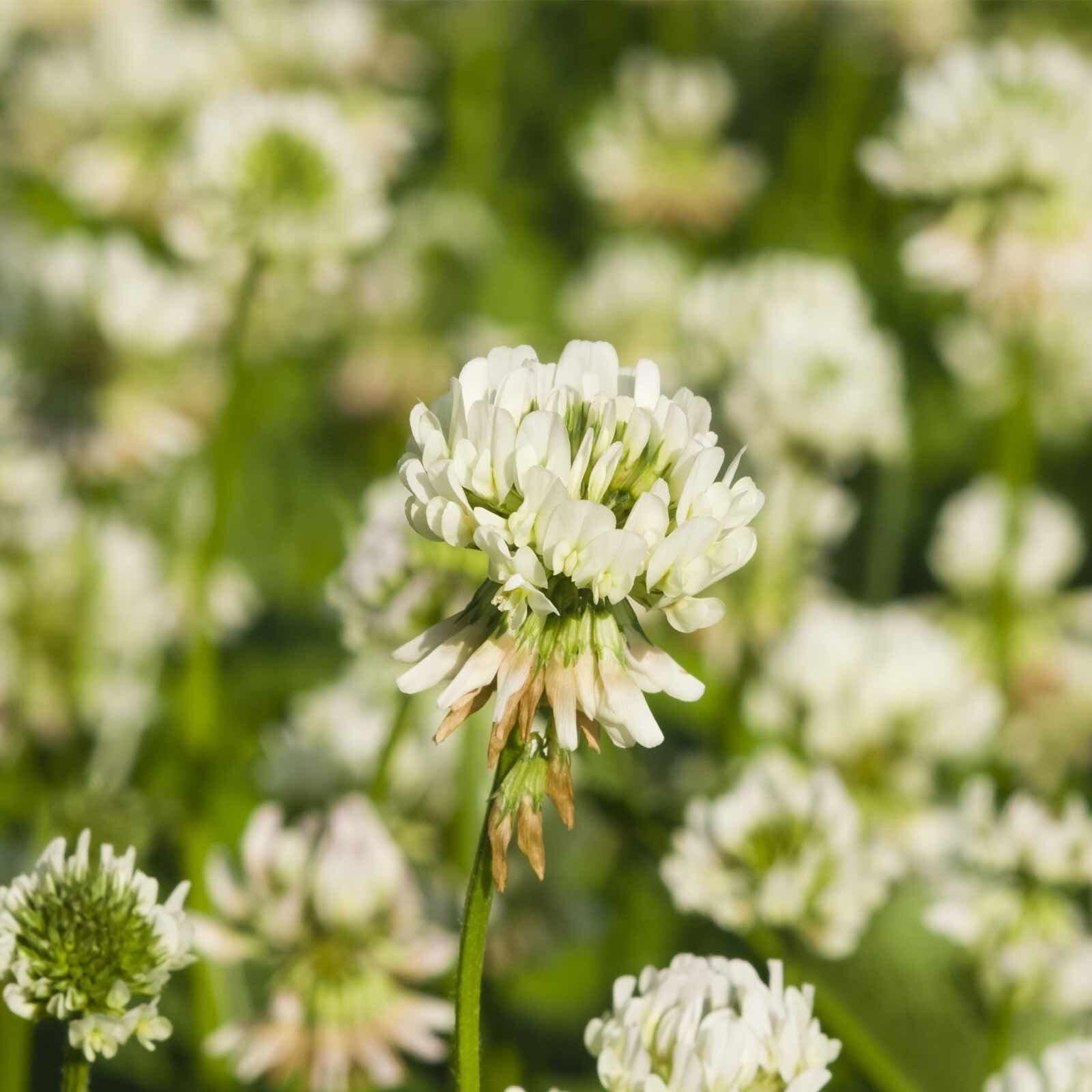 White Dutch Clover Seeds 1 lb for Lawn, Pasture, and Cover Crops