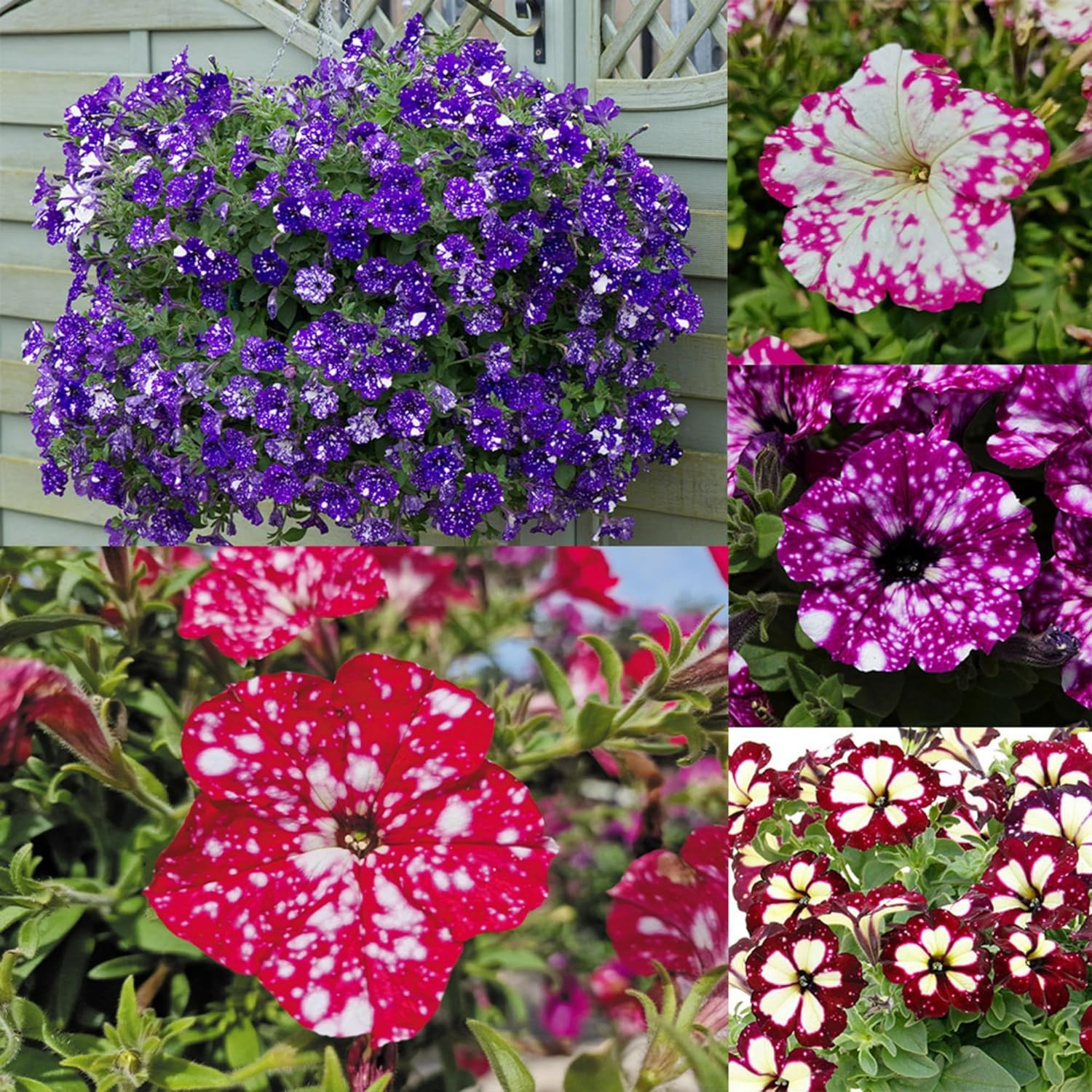 1000+ Mixed Petunia Seeds for Planting – Dwarf Wave Petunia Flower Seeds for Hom