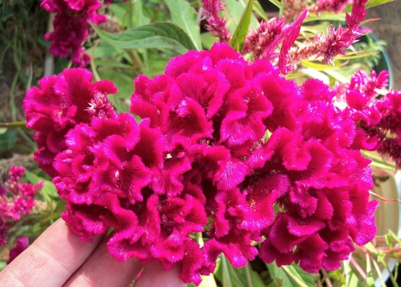 Cock’s Comb – 100 seeds – Celosia cristata