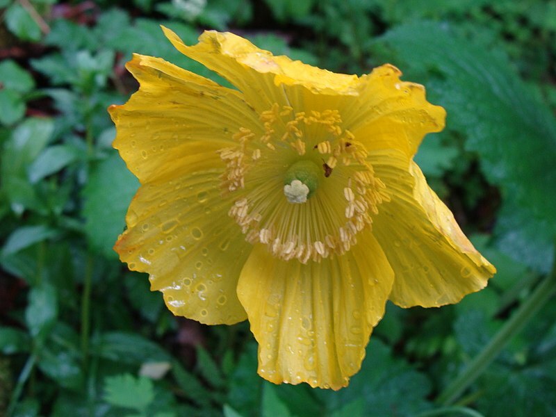 Welsh poppy 150+ seeds, orange and yellow mixed, hardy, meconopsis cambrica