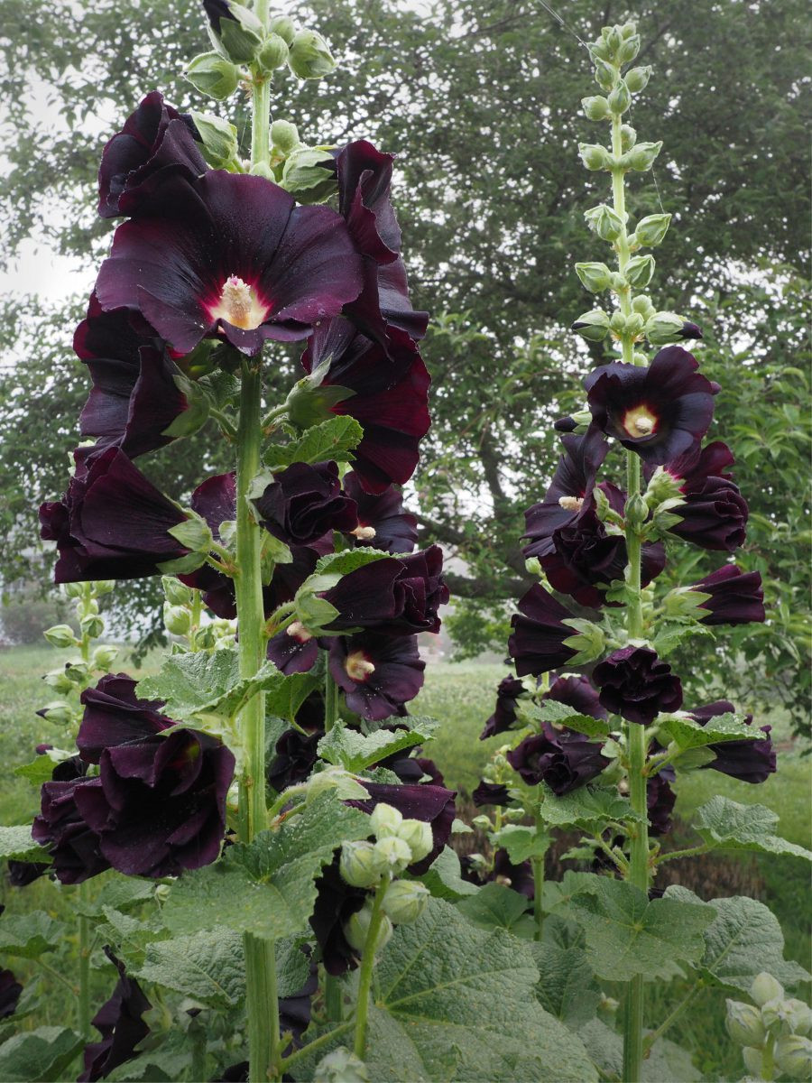 25 NC Organic Hollyhock (Alcea) Dark Black Deep Purple 2025 Flower Seeds