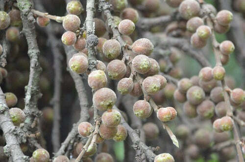 Ficus semicordata | Drooping Fig | 150 Seeds