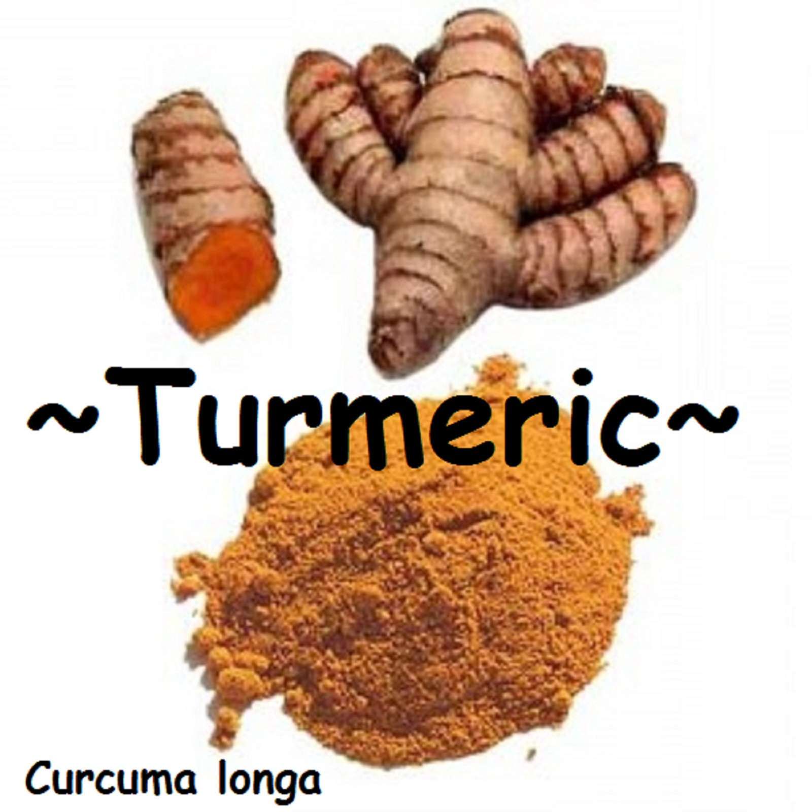 ~TURMERIC~ Curcuma longa ‘OLENA Edible SPICE Orange Ginger BareRoot 3 Rhizomes