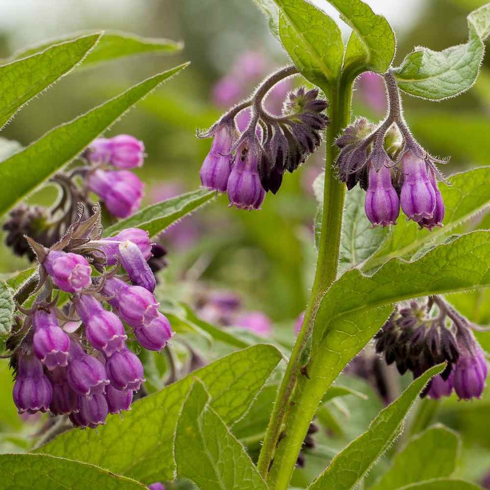 100 Seeds Symphytum Officinale Comfrey Herb Garden Plant Seeds For Planting