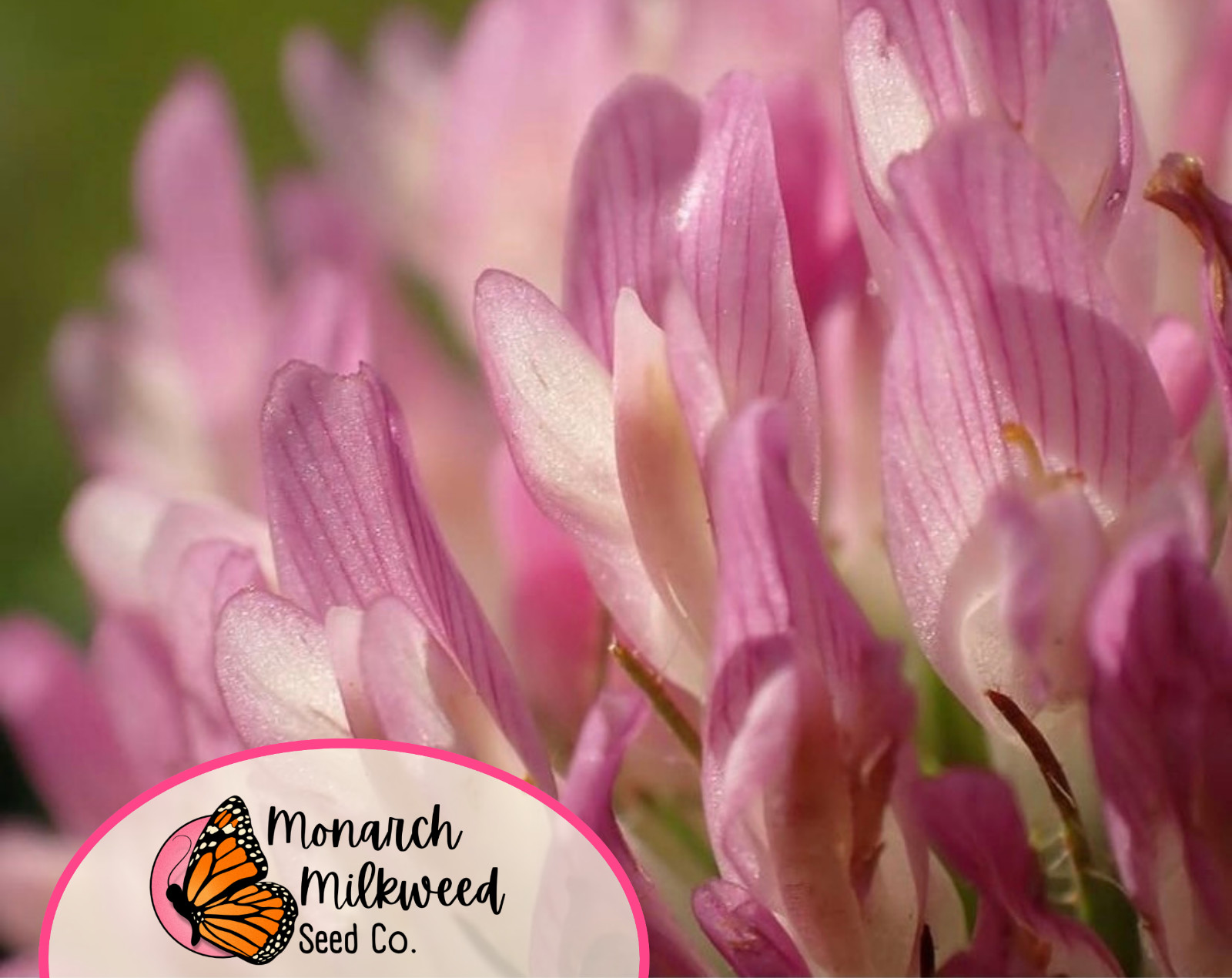 5700+ Mammoth Red Clover Seeds | Flower Gardening Pollinator Plant Seed Packet