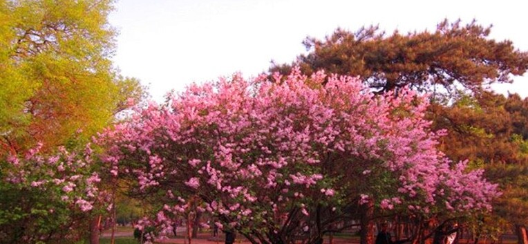 20 EXOTIC LILAC SEEDS for garden rare bloom flower plant bush USA SELLER USPS