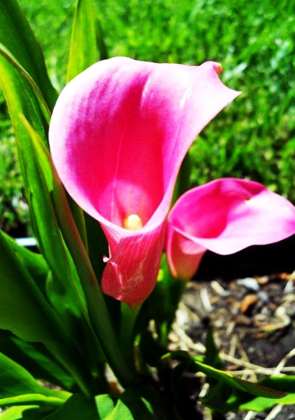Calla Lily Seeds Beautiful Flowers – 100 Pcs Seeds