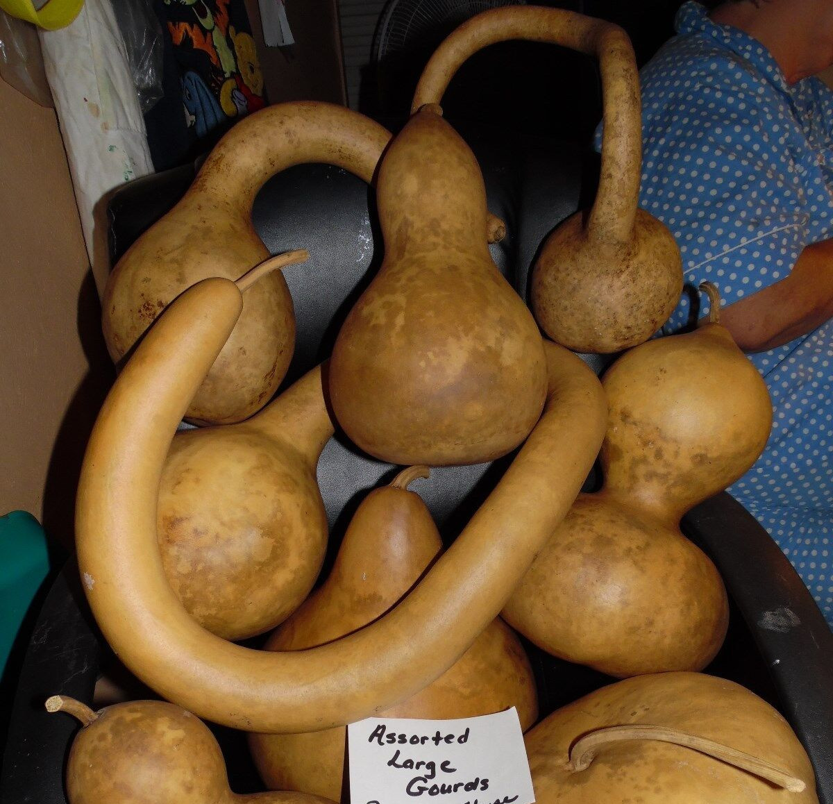 Huge Mix of Seeds From Large Gourds In Photo! 10 Large Seeds!