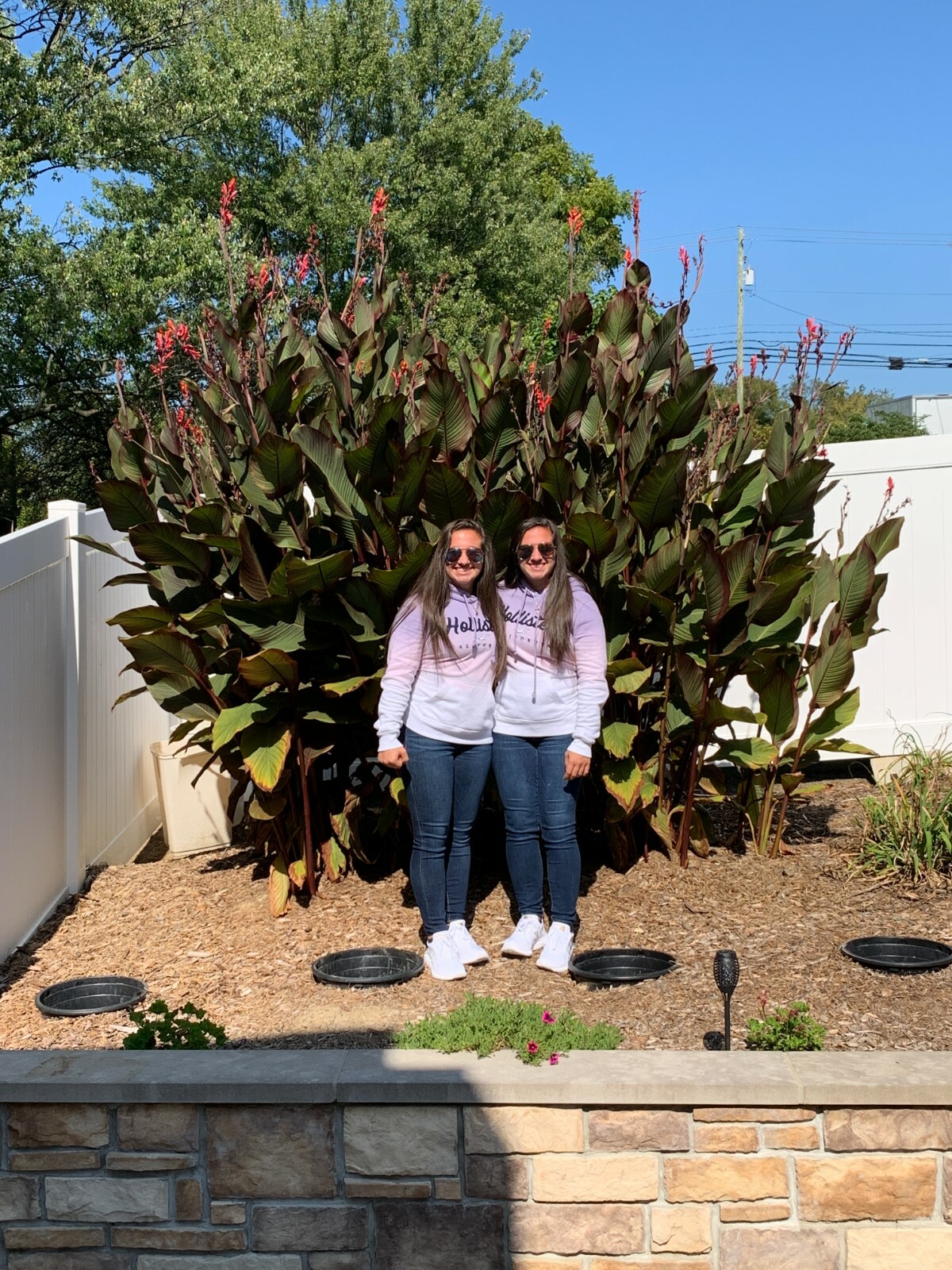 Very RARE – GIANT RED KING CANNA BULBS 8-12 FEET TALL, (10) Bulbs Ready to Plant