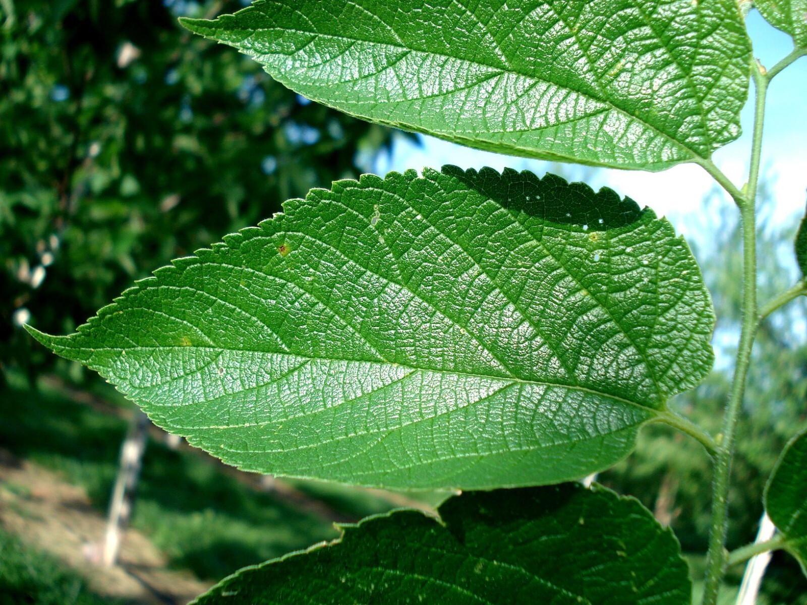 Hackberry, Celtis occidentalis, Tree Seeds (Fast, Hardy, Fall Color, Edible)