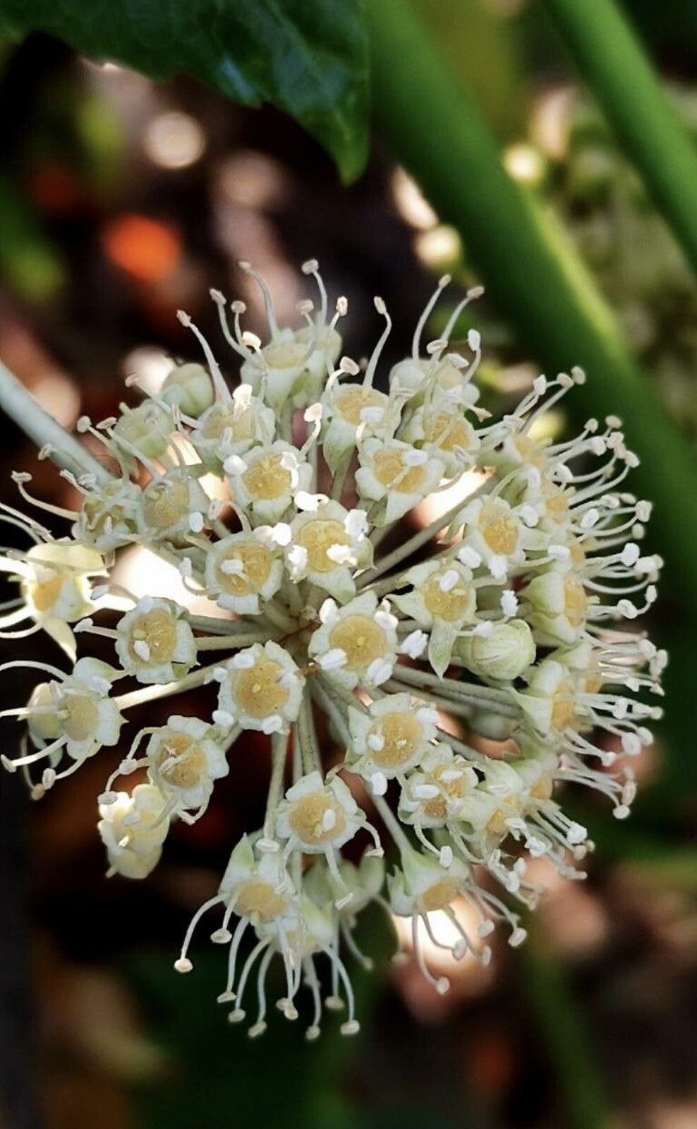 Fatsia Japonica, Japanese Fatsia – 20 Seeds 2023 – USA