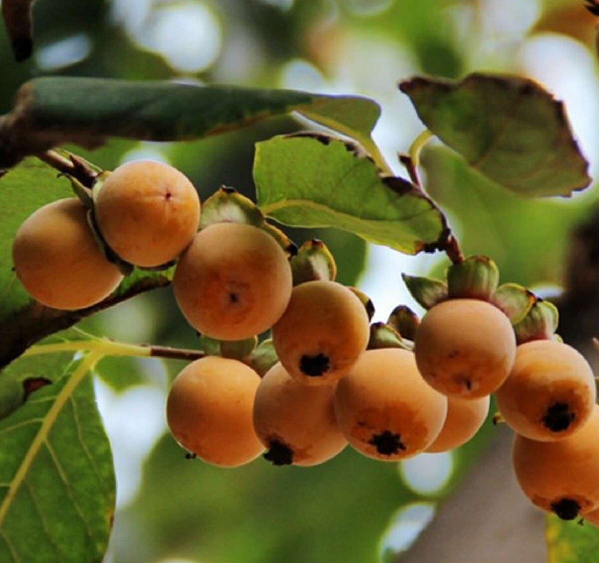 Date Plum Persimmon Seeds – Diospyros lotus – Healthy Fruit Tree 10/15/25 Seeds