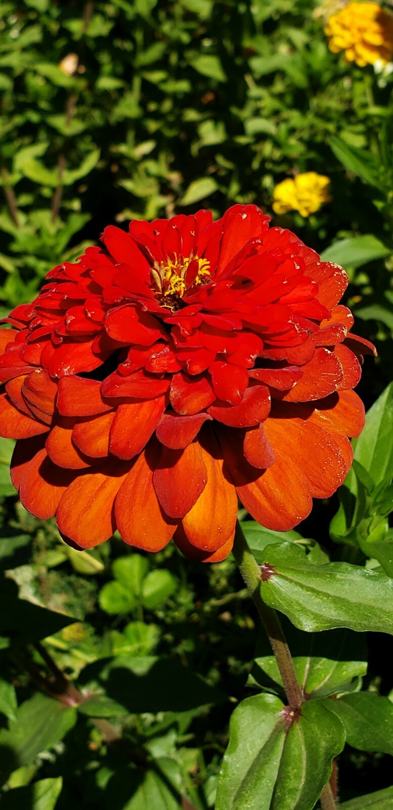 Zinnia California giant mix, red, pink, yellow, orange…