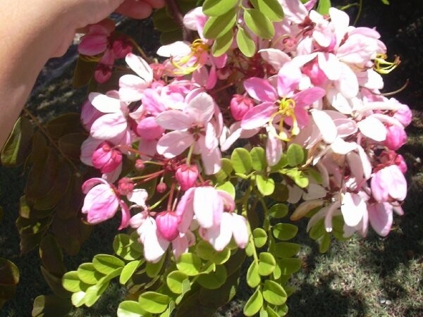 Cassia Javanica 500 Seeds, Pink Shower Flowering Fragrant Garden Tree