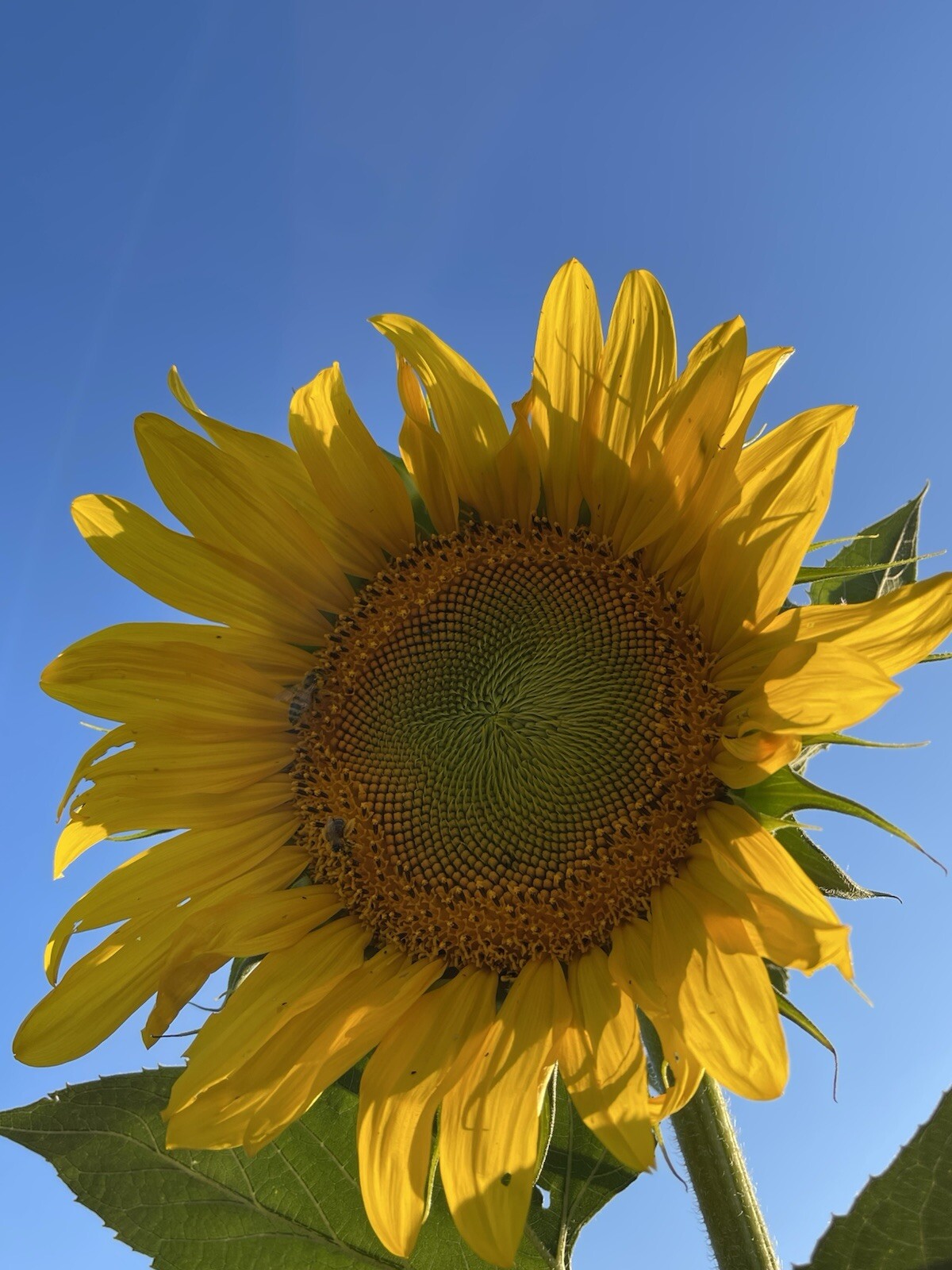 Sunflower Seeds (100 Count) (Non-GMO, Organic, Pesticide-free)