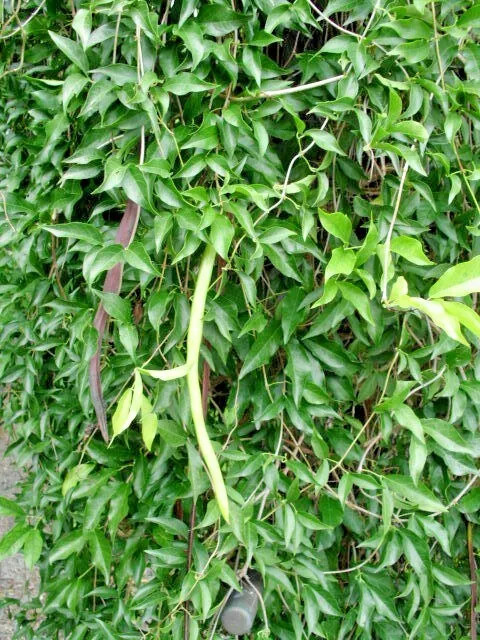 20 CATS CLAW CREEPER SEEDS – Dolichandra unguis-cati