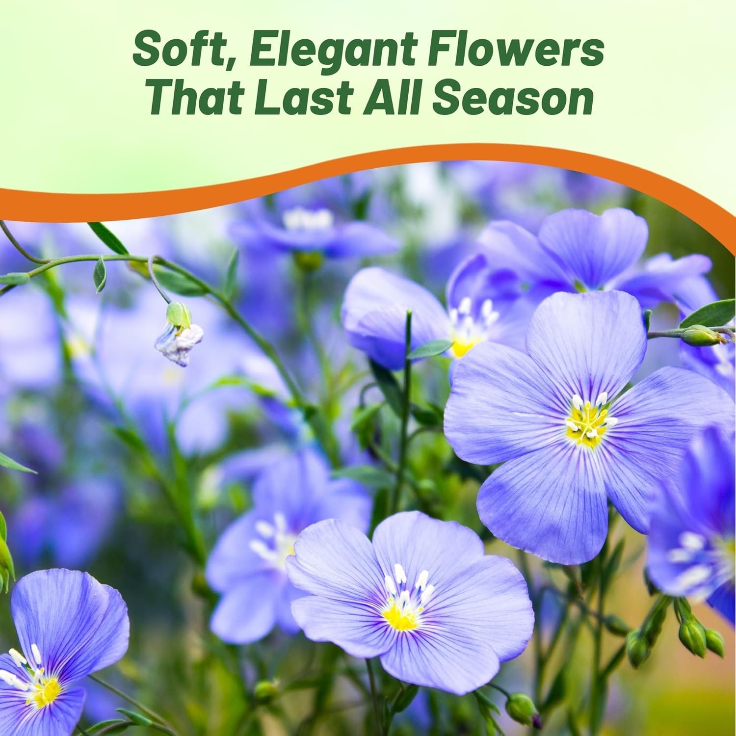 1 LB Blue Flax Wildflower Seeds For Planting Outdoors | Linum Perenne Seed