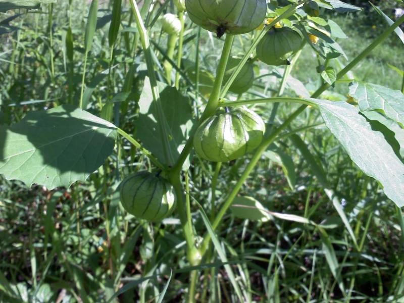 (Toma Verde) Tomatillo Seeds 50 Seeds 75 days Tomato Seeds