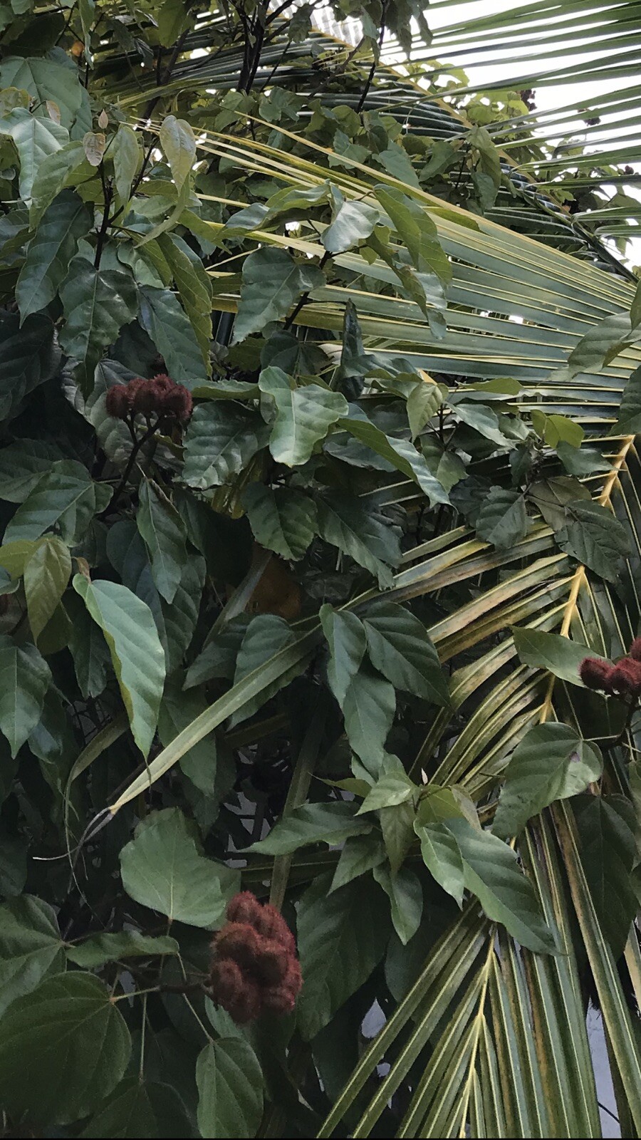 3-4 Onz Leaves. Orellana * Annatto * Achiote * Lipstick Tree * Tropical *