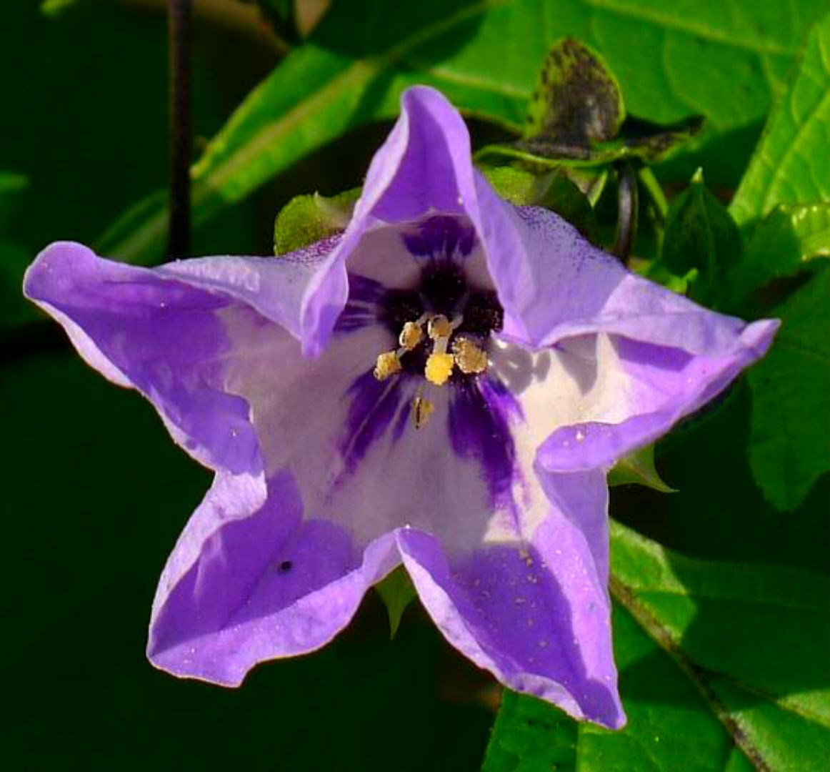Purple Apple of Peru (Shoofly) Seeds – EASY TO GROW COMB. S/H SEE OUR STORE!