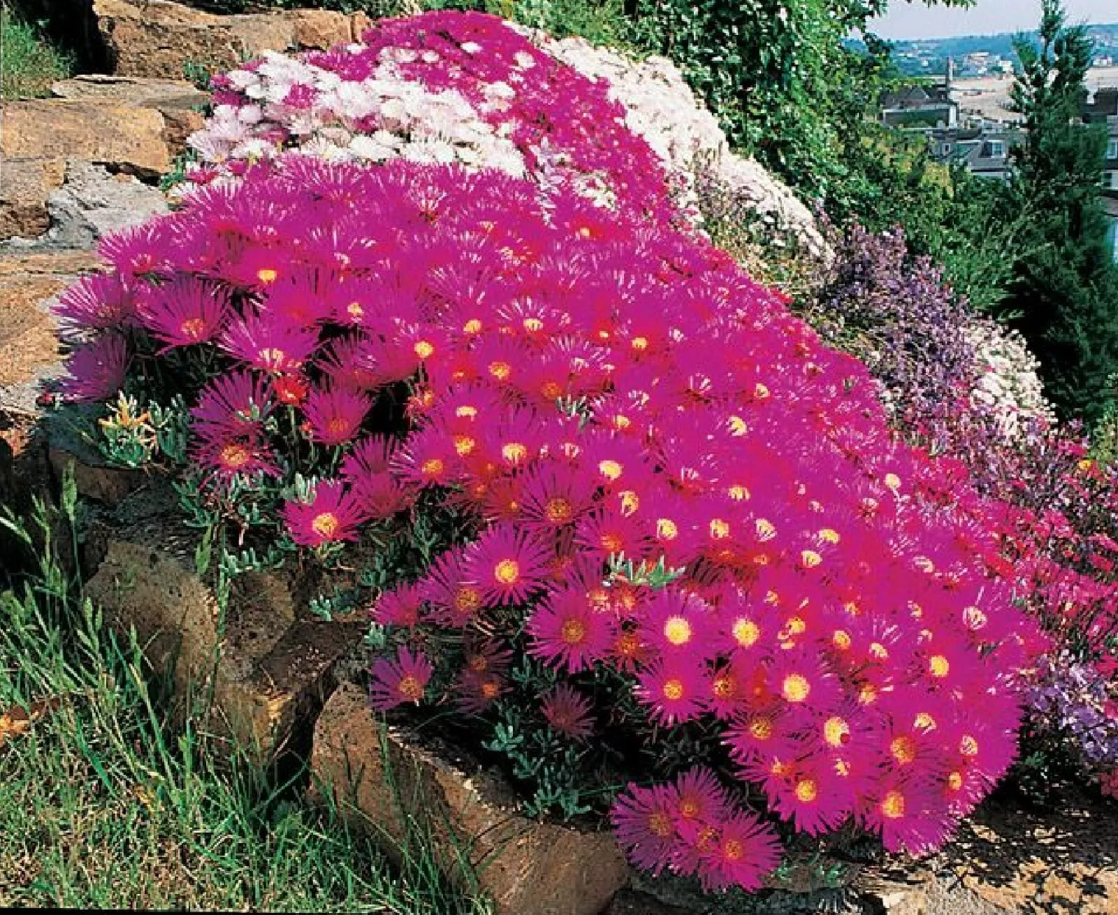 Ice plant succulent {Dorotheanthus bellidiformis} 400+ SEEDS USA POST