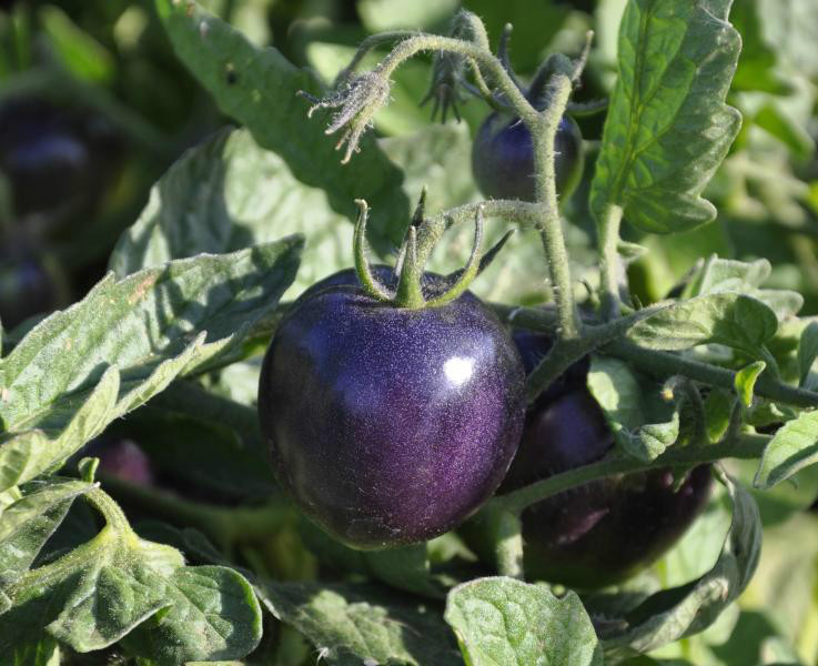 BLUE TOMATO * HEALTHFUL * ANTIOXIDANT *
