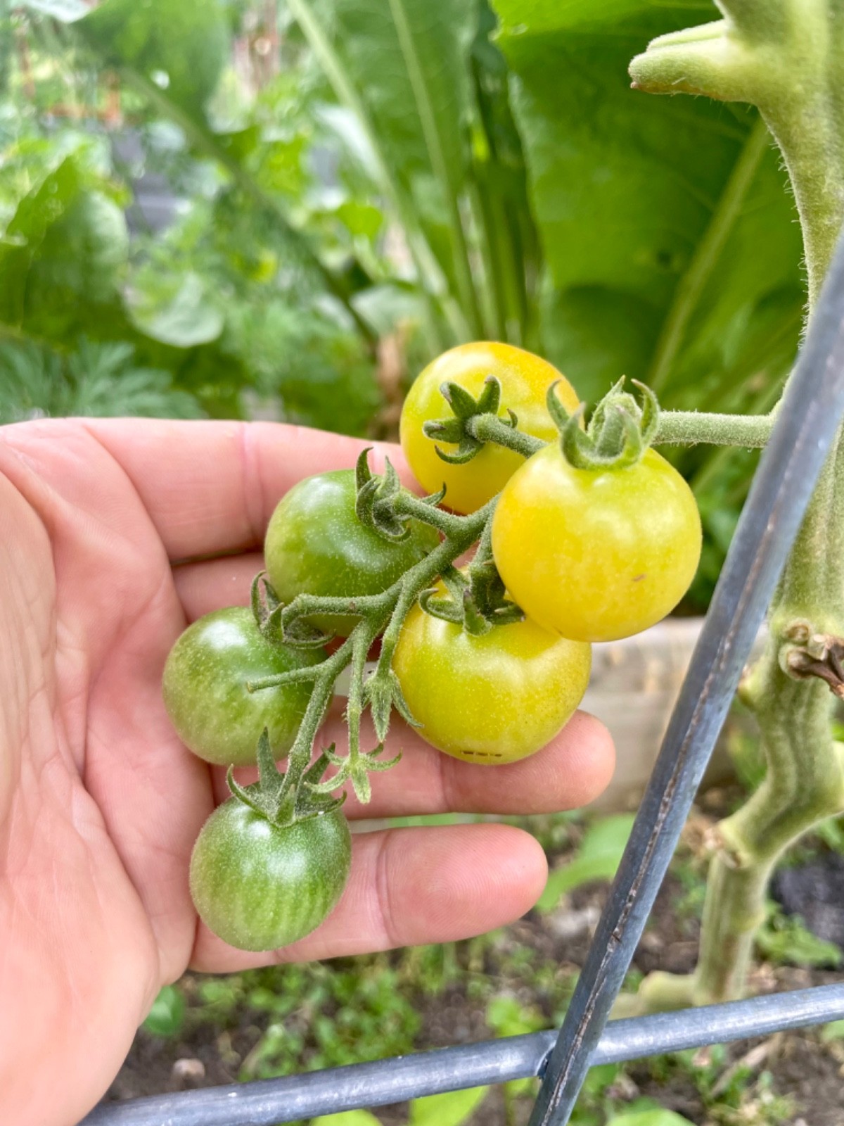 Lemon Cherry Organic, Heirloom, Open Pollinated, Bligh-Resistant Tomato Seeds
