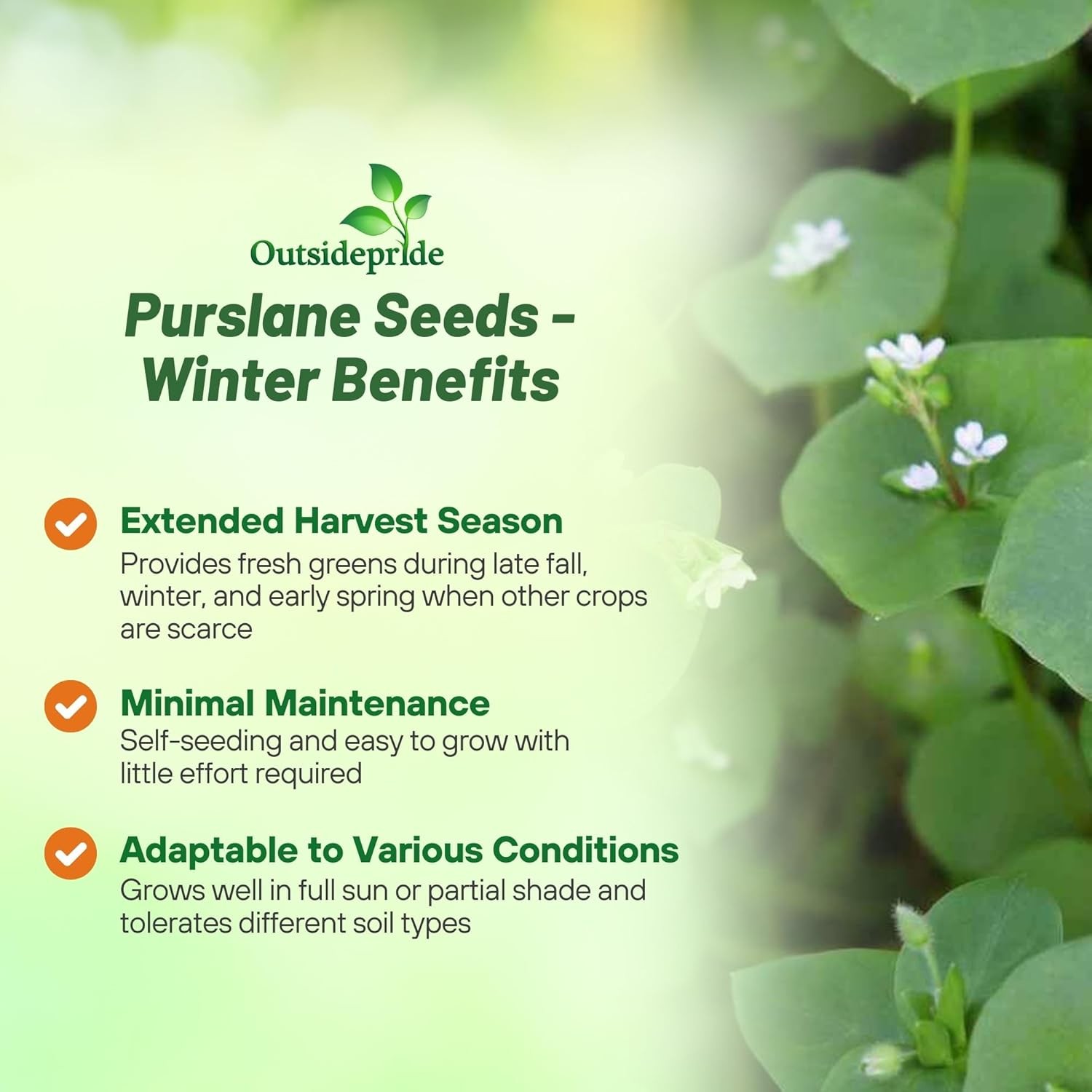 5000 Seeds Purslane Seeds For Planting Outdoors – Winter Purslane Herb Seeds