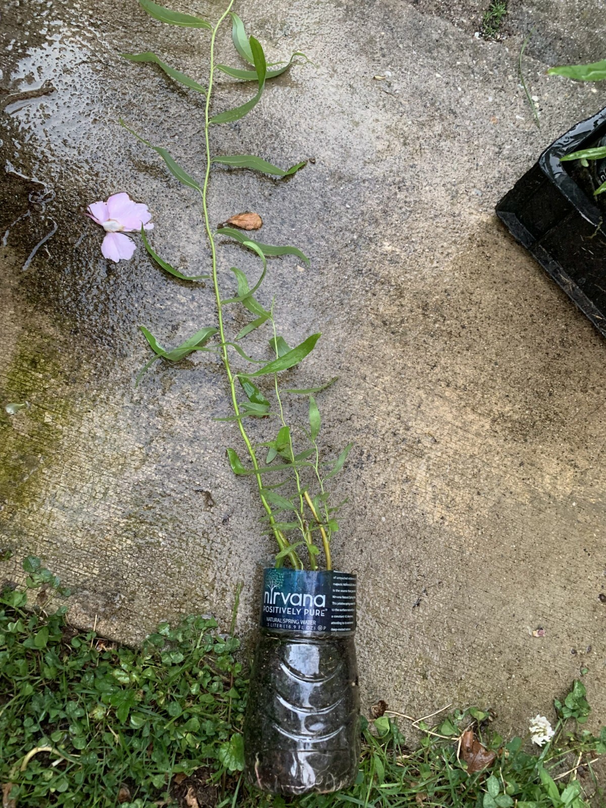 2 ft. tall Corkscrew Willow Tree Twisted limbs, 1 year old plant