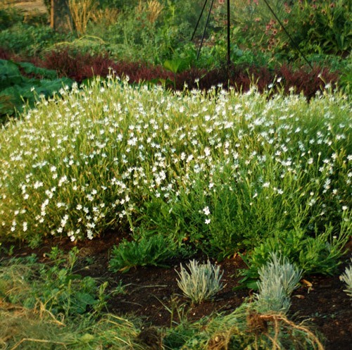 Silene capensis 20 Seeds – South African Dream Root Plant for Gardens