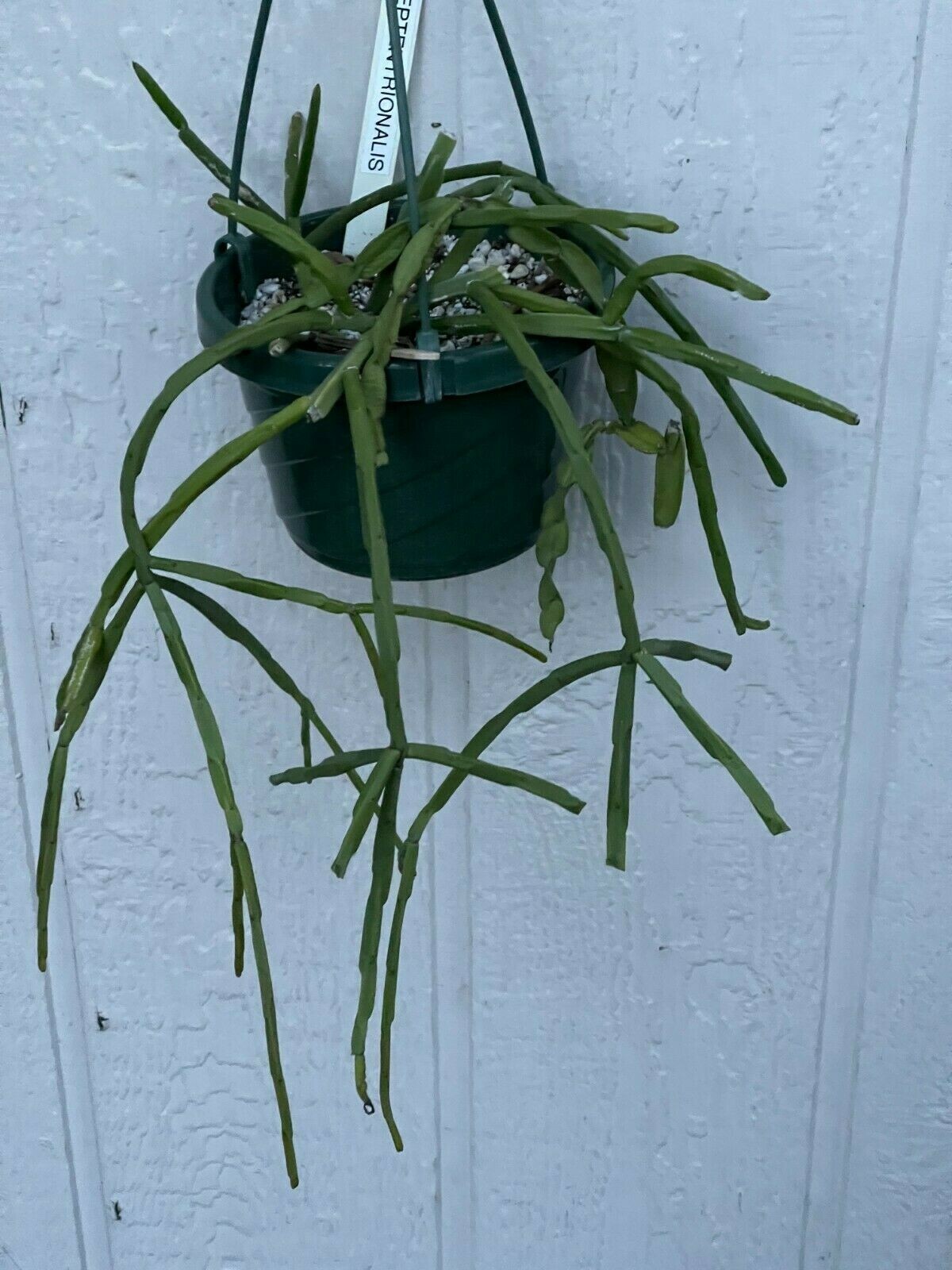 Rhipsalis paradoxa ssp. septentrionalis. (pickle cactus) FULL 8″ POT