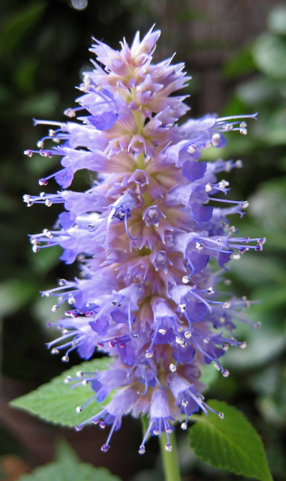 2000 AGASTACHE FOENICULUM Seeds (Anise Hyssop) | NON-GMO | Free shipping