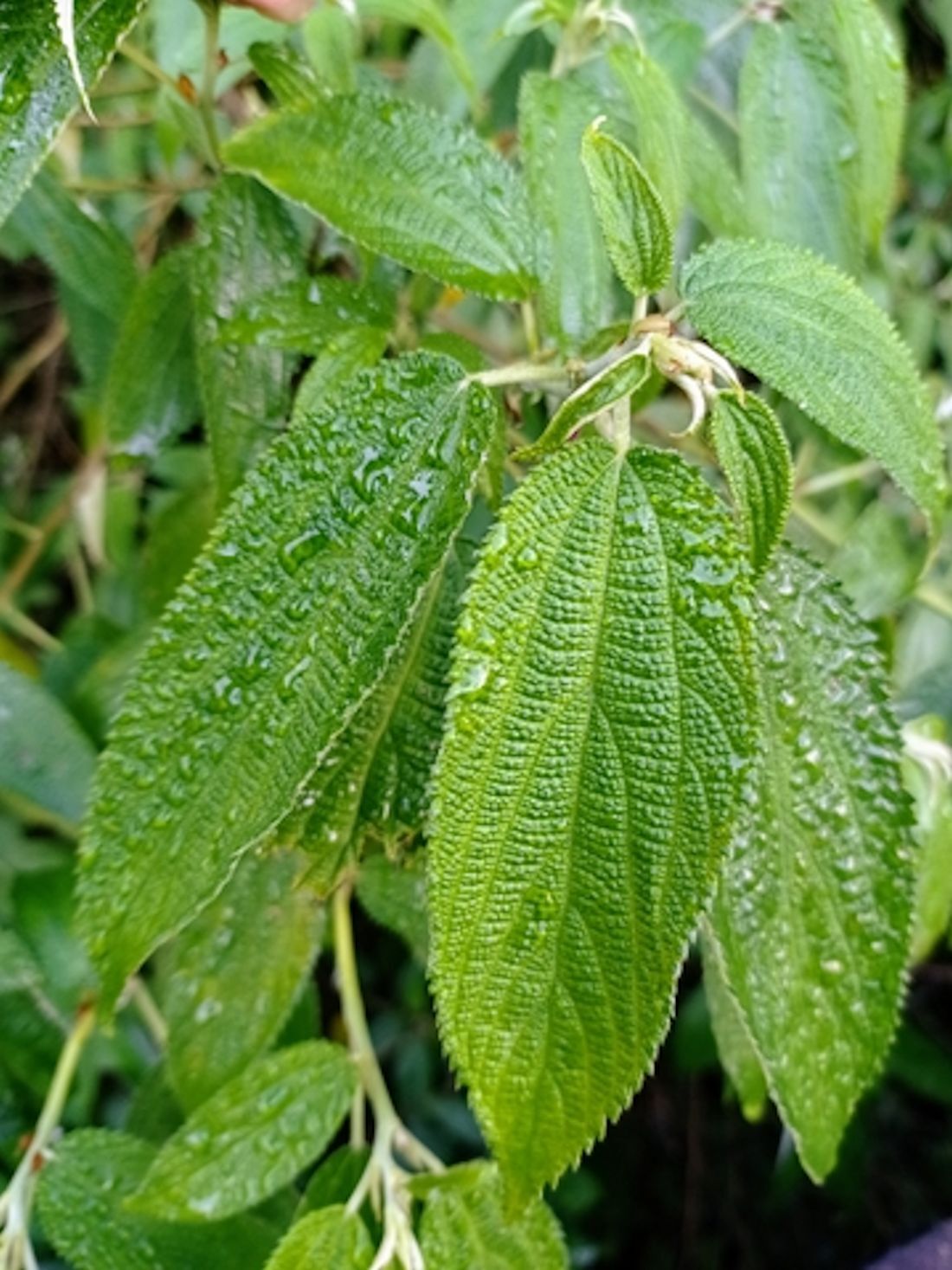 20 seeds- Debregeasia longifolia – Orange Wild Rhea Tree –See Description Below