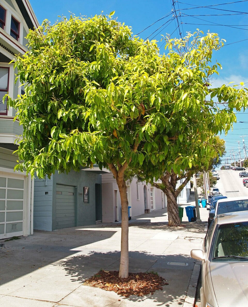 Magnolia champaca | Yellow Orchid Tree | 5_seeds