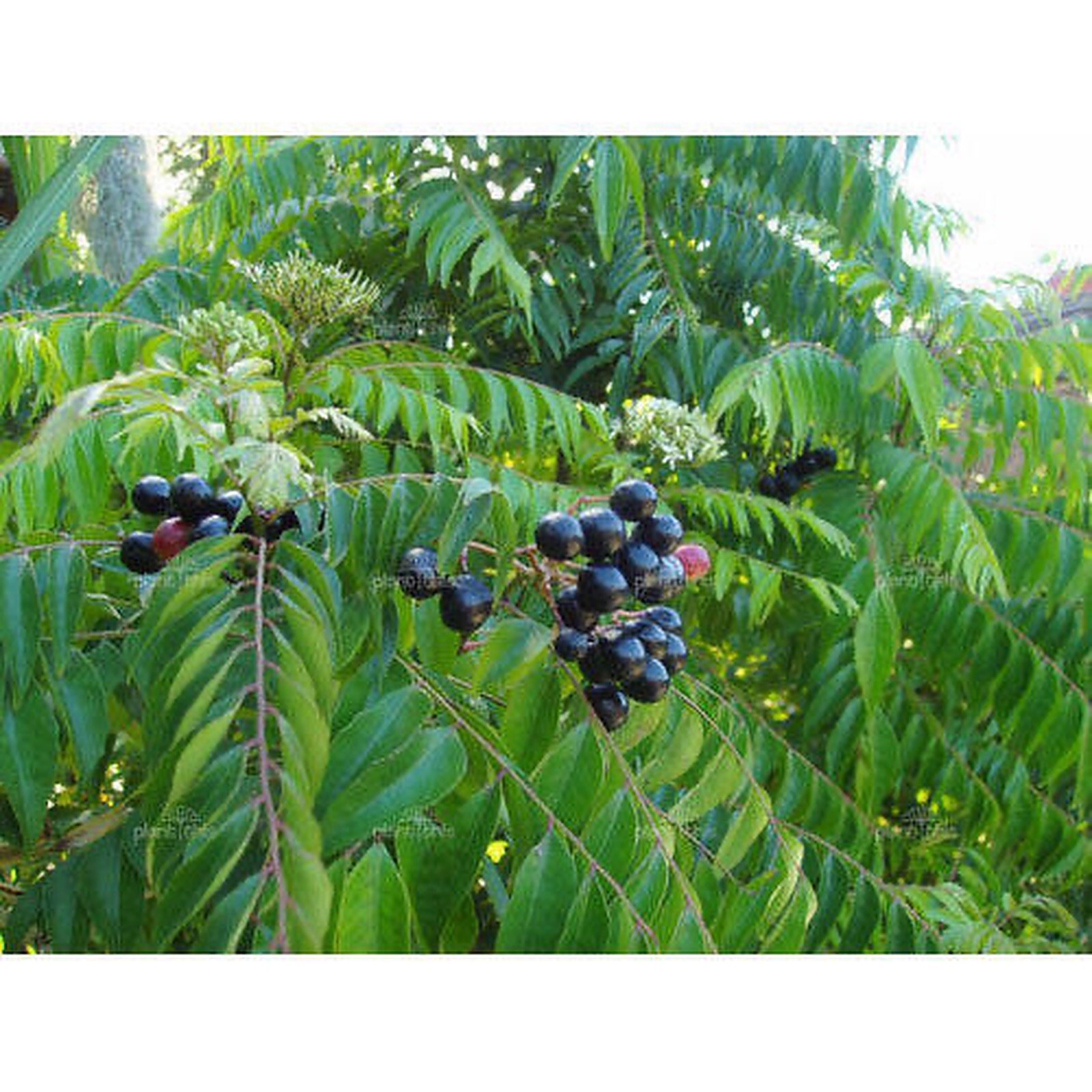 Curry Leaf (Murraya koenigii) Medium Coconut Coir Pot size plant